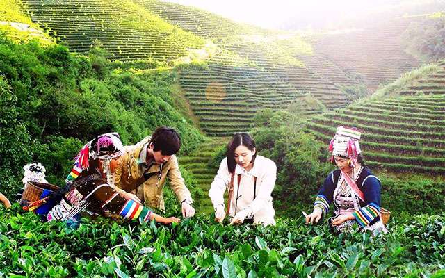 6-day Xishuangbanna Top Puer Tea Mountains Tour