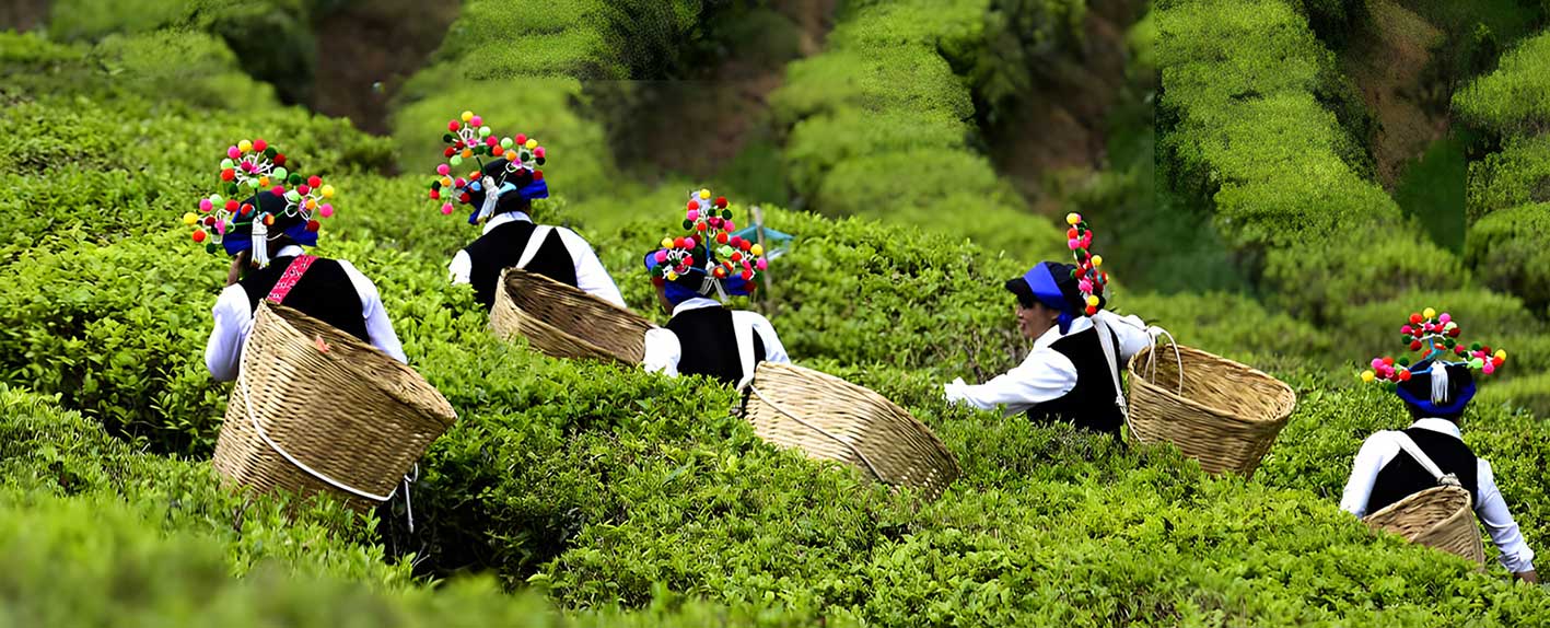  Yunnan Pu'er Tea Business Trip